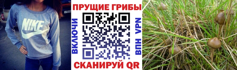 Псилоцибиновые грибы Psilocybine cubensis  Купить  Одинцово 